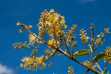 galho do pé de mufumbo (ou mofumbo) com folhas e flores 