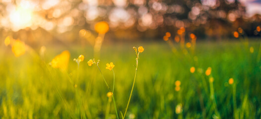 Abstract soft focus sunset field landscape of yellow flowers and grass meadow warm golden hour...