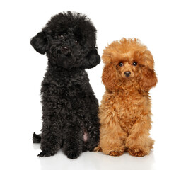 Toy Poodle puppies on a white background