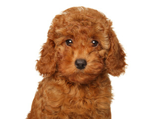 Red Poodle puppy on a white background