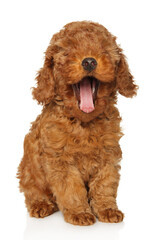 Funny yawning poodle puppy