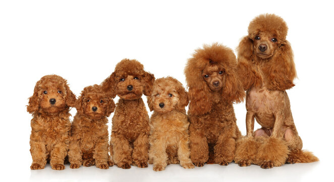 Group of Poodle puppies on white background
