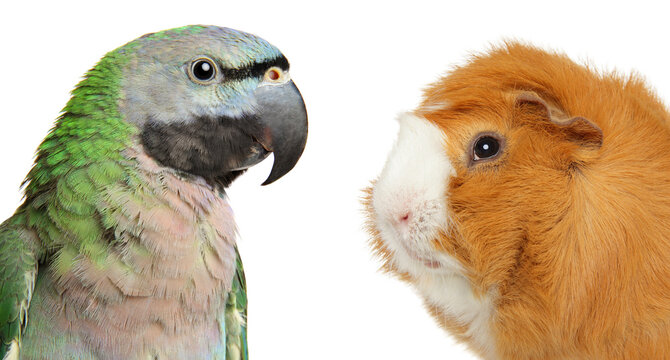 Green parrot and guinea pig