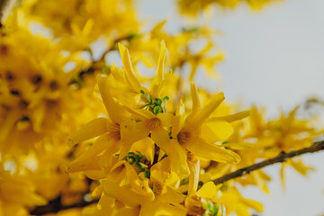 Yellow explosion - large fluffy inflorescences on the branches of a shrub