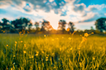 Abstract soft focus sunset field landscape of yellow flowers and grass meadow warm golden hour sunset sunrise time. Tranquil spring summer nature closeup and blurred forest background. Idyllic nature - obrazy, fototapety, plakaty