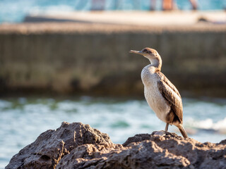 Opatija, Croatia - August 25, 2021: Cormorant sunbathing on Opatija Small Harbor, indifferent to the gaze of passersby.