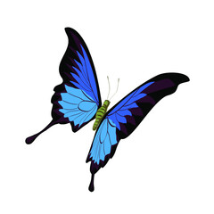 Ulysses butterfly. Australian blue butterfly with black stripes and patterns.