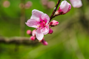 Fototapeta na wymiar Peach branches with flowers on a green background