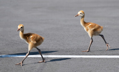 Sandhill Crane Baby
