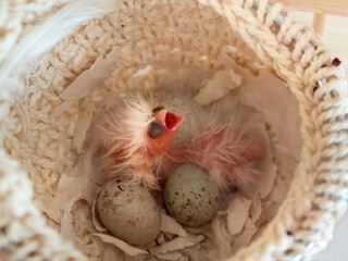 Newly hatched canary chick and eggs in the nest. Baby chick screams, wants to eat. Spring replenishment in the family. Breeding of songbirds at home.