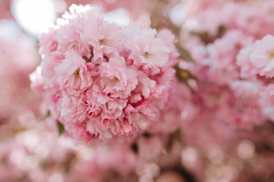 Beauty photo of blossoming cherry flovers in garden
