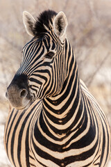 Naklejka premium Portrait of a zebra in Etosha National Park. Namibia