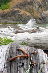 rusty nails in driftwood