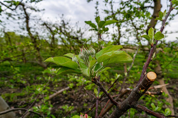 A blooming apple tree on a blurry natural background. Selective focus.
