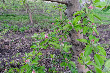 A blooming apple tree on a blurry natural background. Selective focus.