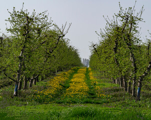 Dandelions in the apple orchard. Beautiful flowers of yellow dandelions in nature in warm summer or spring.