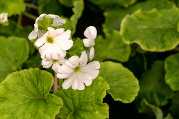 Seedlings of summer white flowers on the shelves in the greenhouse.