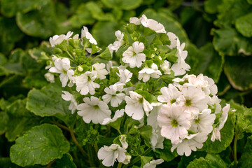 Seedlings of summer white flowers on the shelves in the greenhouse.