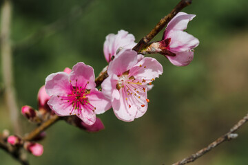 Obraz na płótnie Canvas Peach branches with flowers on a green background