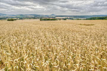 field of wheat