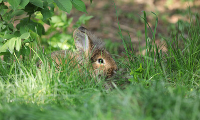 Naklejka na ściany i meble hare hiding in the grass