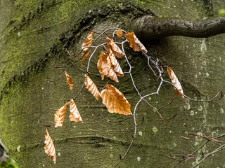 Fototapeten verdorde bladeren op een boomstam © Dirk
