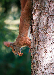 red squirrel carrying nut