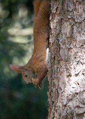 red squirrel eating nut upside down