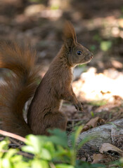 Naklejka na ściany i meble red squirrel sitting in forest shade