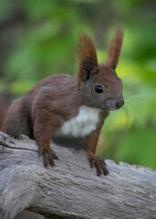 Red squirrel close up