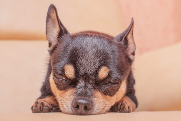 A black dog is lying on a beige leather sofa. The cute dog opened his eyes.