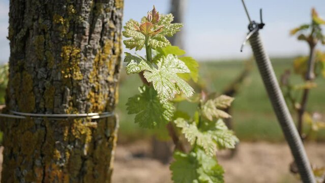 feuilles de vignes. Jeunes pieds de vignes Plan 4K