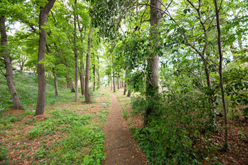 Fototapeta premium 林道