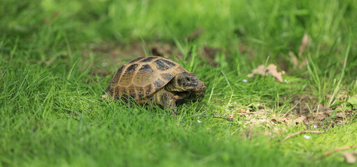 turtle on the grass outdoors