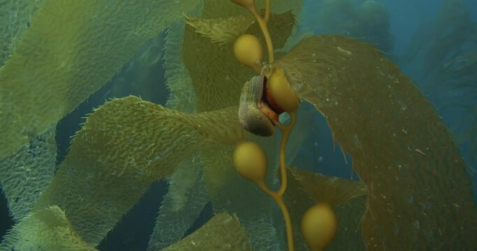 Norris top snail sits on kelp pneumatocyst.