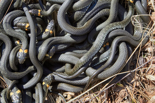 Tangle Of Snakes After Hibernation