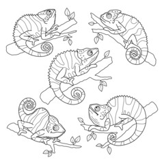 Stock vector contour linear chameleons hand drawn illustration