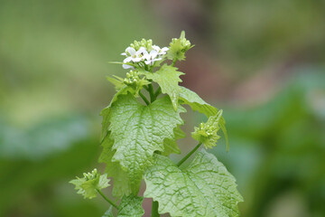 Flowering Garlic mustard (Alliaria petiolata) with white flowers and green leaves in wild nature
