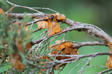 Juniper Rust on branch of Savin juniper (Juniperus sabina) caused by Gymnosporangium sabinae