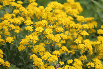 Yellow flowers of Basket-of-gold plant or Aurinia saxatilis (syn. Alyssum saxatile) in garden