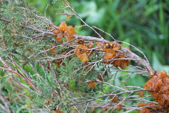 Juniper Rust on branch of Savin juniper (Juniperus sabina) caused by Gymnosporangium sabinae