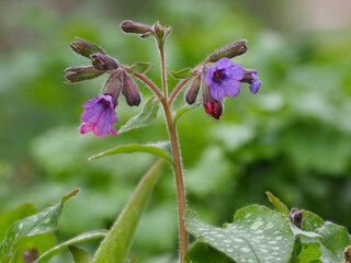 Blühendes Lungenkraut