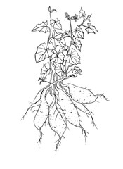 Batatas sweet potato plant with leaves, flower and tubers.  Ink sketch isolated on white background. Hand drawn botanical illustration.