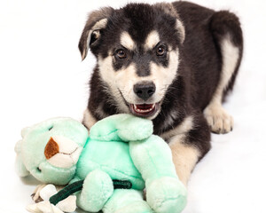 Portrait of a mongrel large puppy with a soft toy. Color black with light tan markings, isolated on a white background