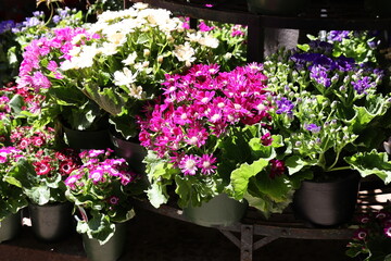 potted garden flowers 