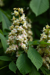 Aesculus hippocastanum - Horse chestnut - Marronnier commun - Marronnier d'Inde - Marronnier blanc