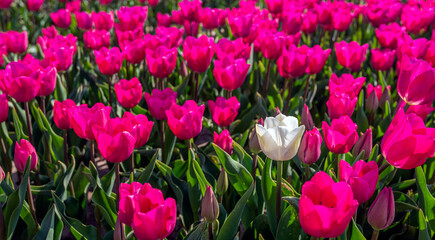 One tulip in a deviating white color is in the foreground compared to the other regular purple...