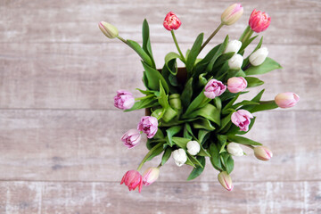 Pink white tulips in a bouquet. Gray background