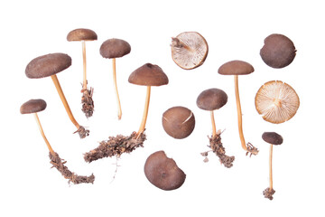 Spruce-cone cap (Strobilurus esculentus) mushrooms isolated on white background