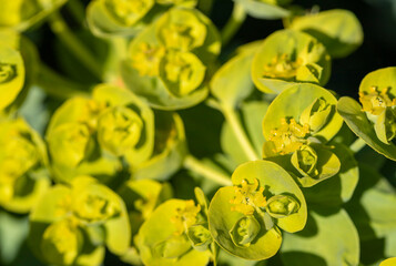 Roller euphoria Spurge Succulent poisonous plant